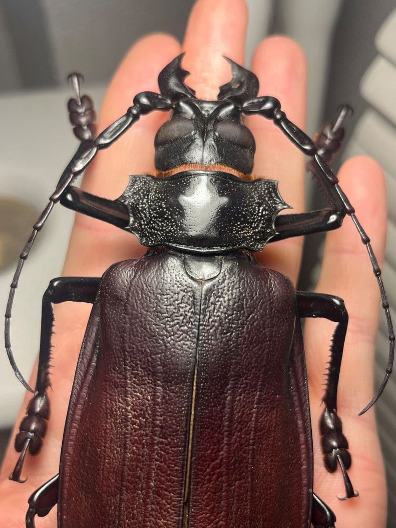 【131mm】タイタンオオウスバカミキリ カブトムシクワガタハナムグリ標本