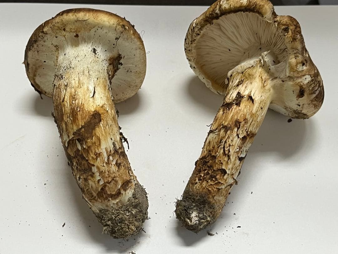 松茸　国産　山口県産　10月26日15時収穫