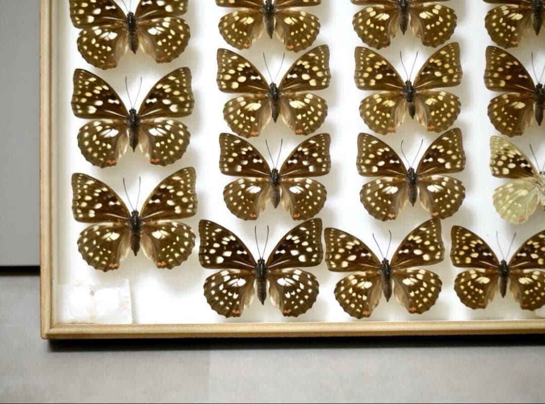 蝶標本 オオムラサキ　日本国産 産地別コレクション 研究用 大型ドイツ箱