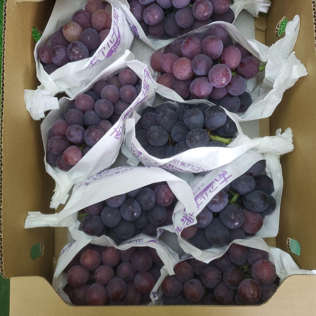 8️⃣ 山梨県産 種無しピオーネ９房 箱込み5.5キロ