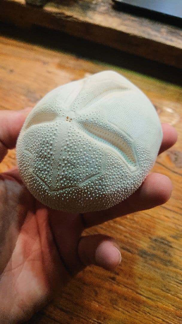 オオブンブク 巨大 95mm 天然