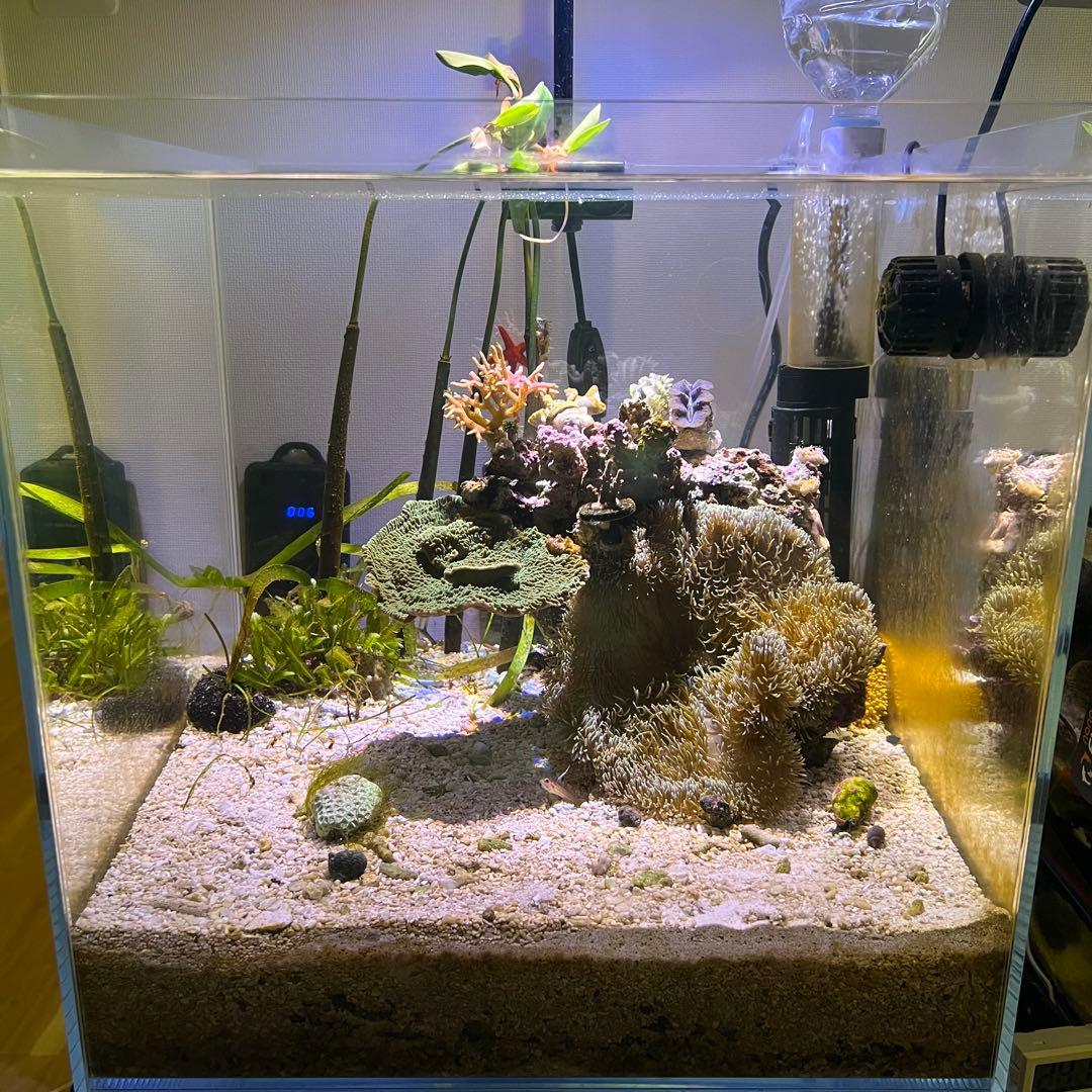 Grassy LeDio RX122s Reef ,BT2,アームセット