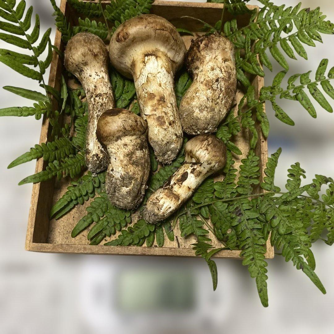②南信州豊丘産 松茸183ｇ