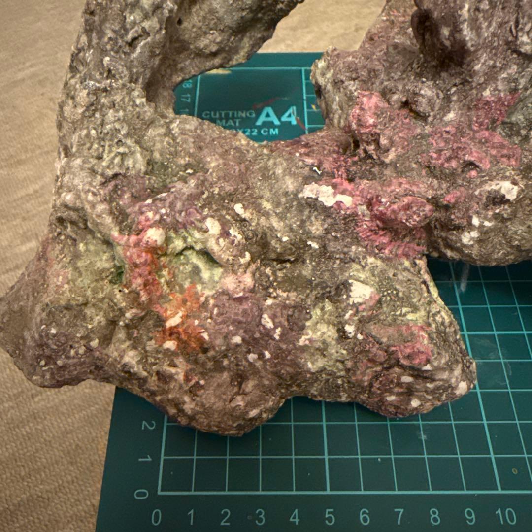 ライブロックレプリカ