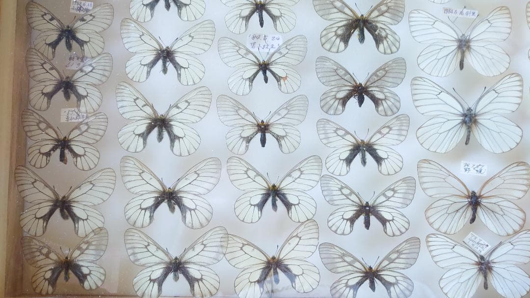 ウスバシロチョウ・シロチョウ