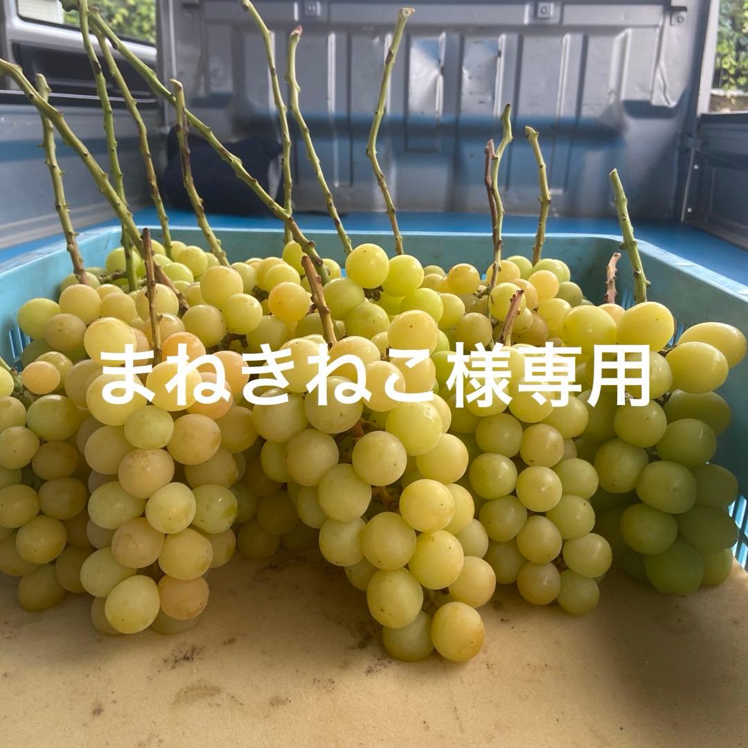 ゴールドシャイマスカット　房箱込み5キロ　　まねきねこ専用