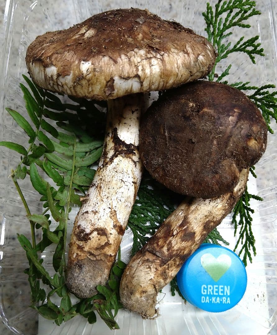 43.南信州産松茸約110g（パック込み）