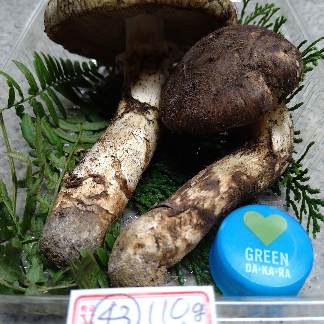 43.南信州産松茸約110g（パック込み）