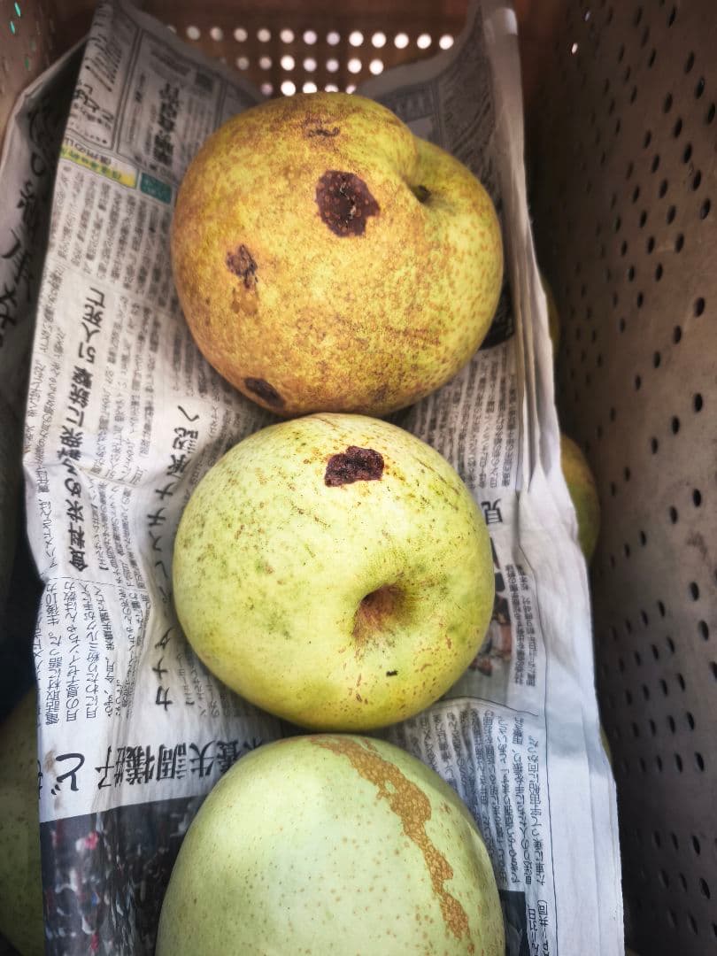 かおり梨　虫傷あり