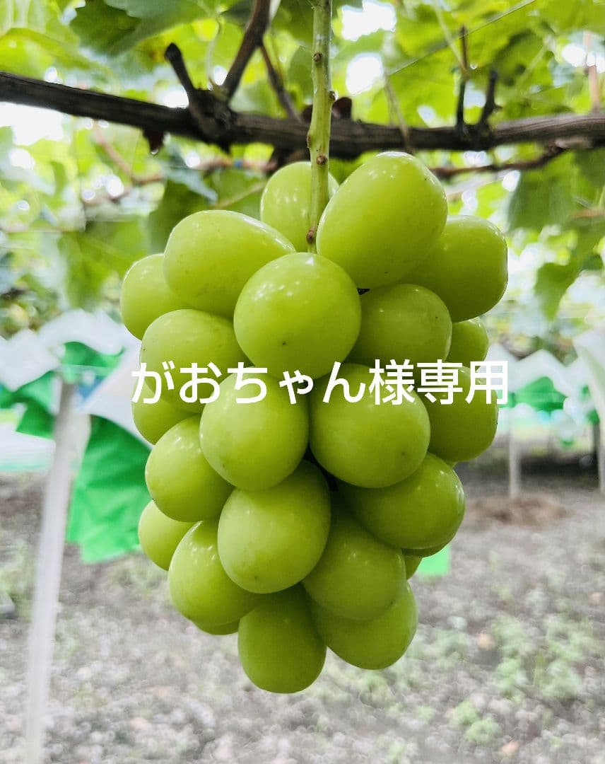 がおちゃんページ