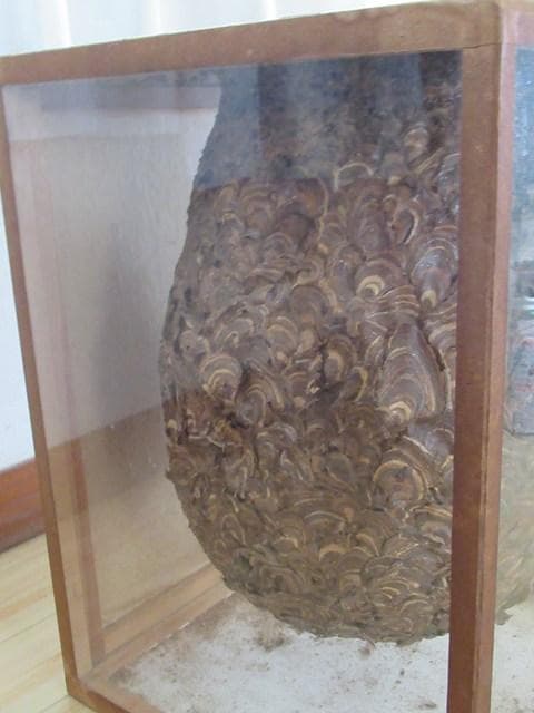 【天然】スズメバチの巣の標本（特注ガラスケース入り）採取地：日本国内