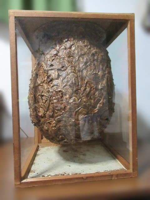 【天然】スズメバチの巣の標本（特注ガラスケース入り）採取地：日本国内
