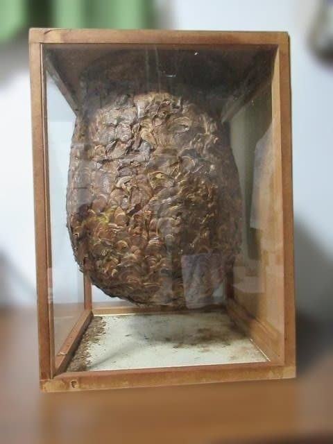 【天然】スズメバチの巣の標本（特注ガラスケース入り）採取地：日本国内