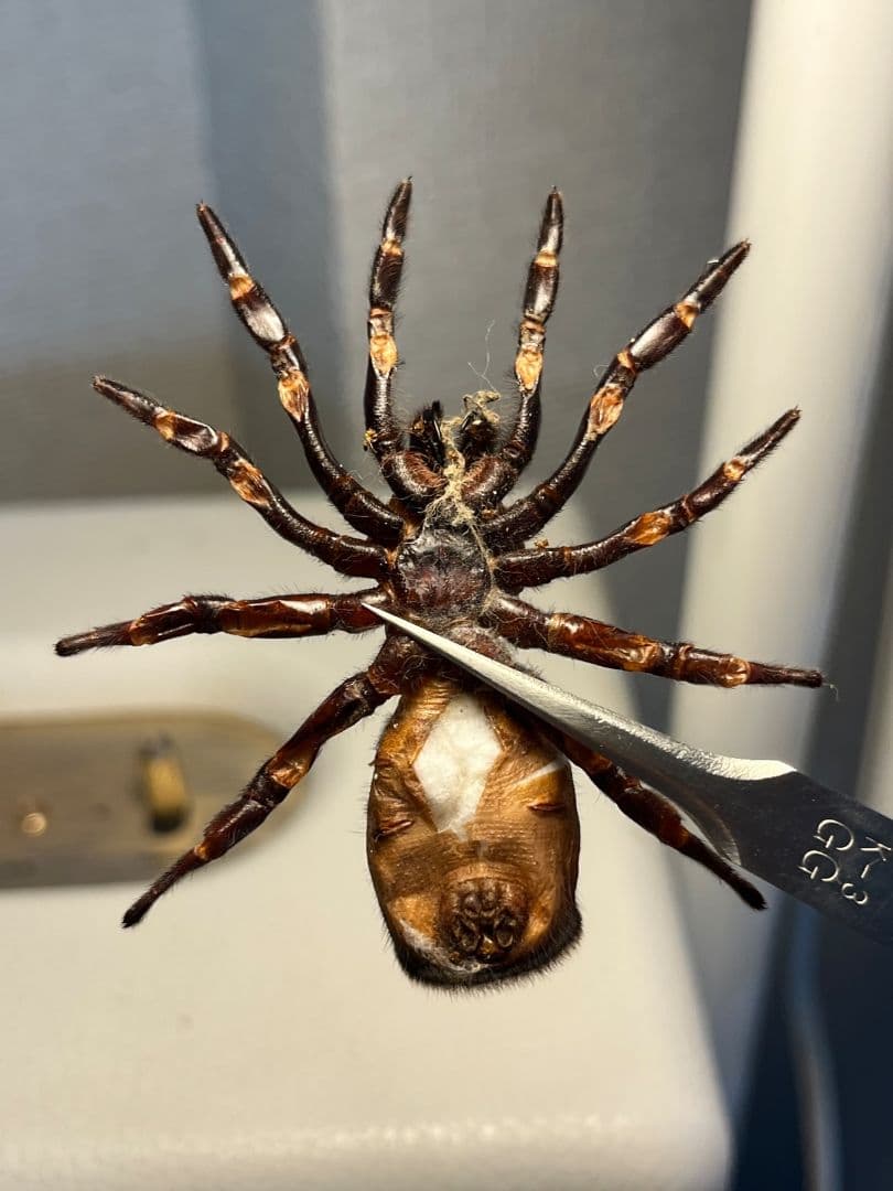 【尻割巨大】シリキレグモ トラップドアスパイダー タランチュラ 昆虫標本