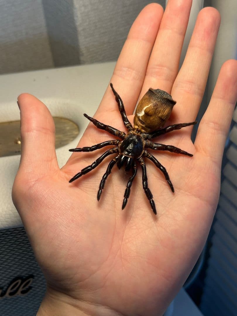 【尻割巨大】シリキレグモ トラップドアスパイダー タランチュラ 昆虫標本