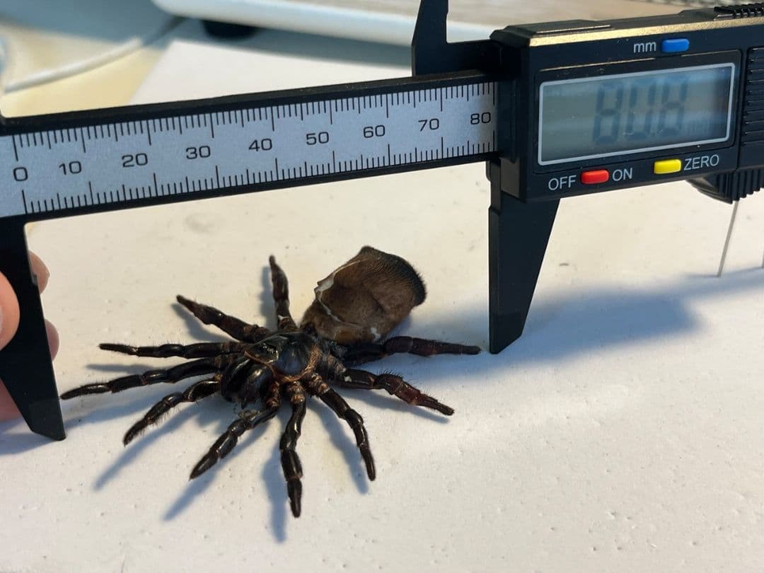 【尻割巨大】シリキレグモ トラップドアスパイダー タランチュラ 昆虫標本