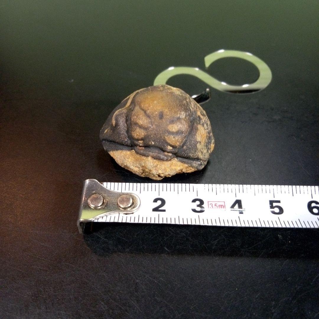三葉虫　化石　fossil　ボリビア　trilobite　海生動物　三葉虫識別⑩