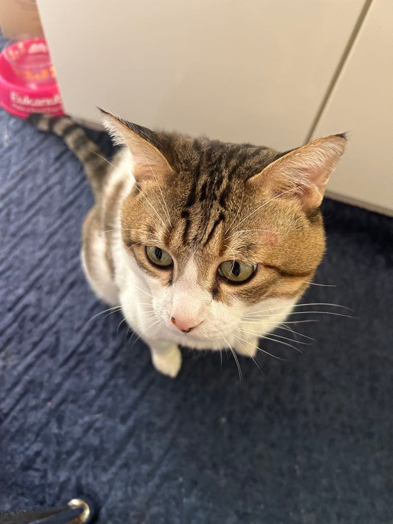 デュエルマスターズ TT