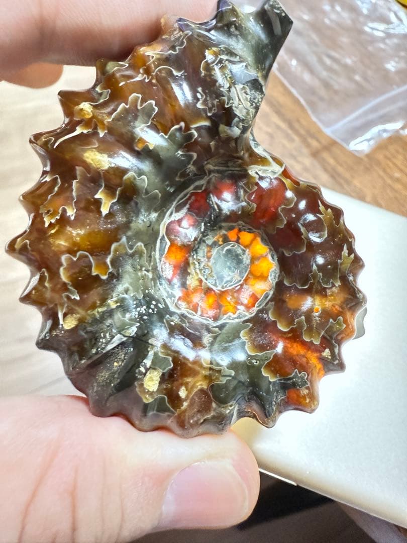 新品　マダガスカルのアンモナイト化石　超大　本物保証　おまけ付き　希少　送料無料