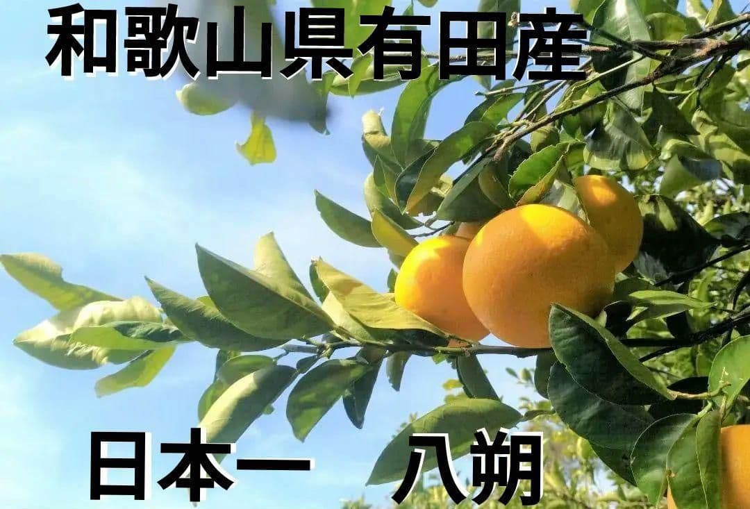 特大玉 15Kg 防腐剤無し✌️有田産八朔 プリプリ サクサク スーパーフルーツ