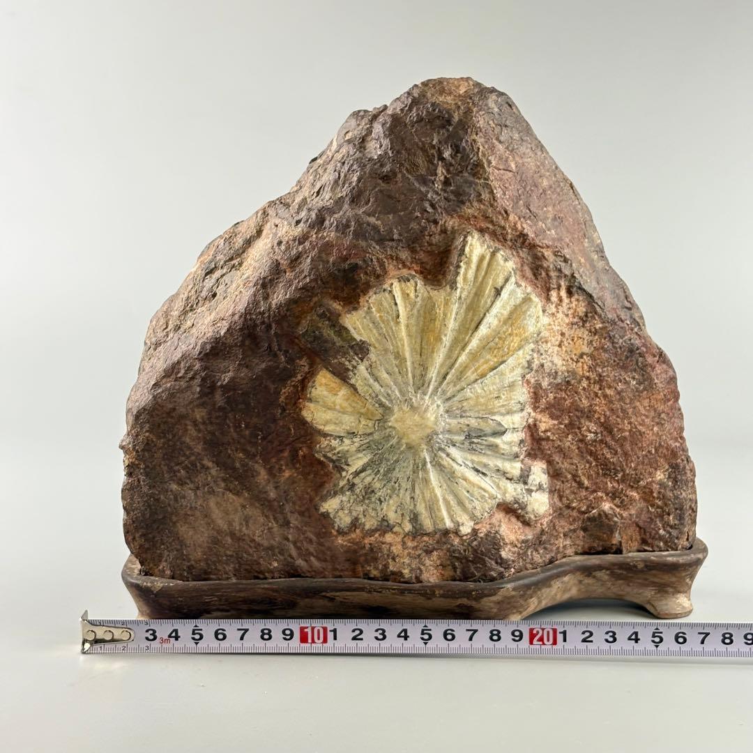 古美術 菊花石 飾石 天然石 約10.4kg 盆石 鑑賞石