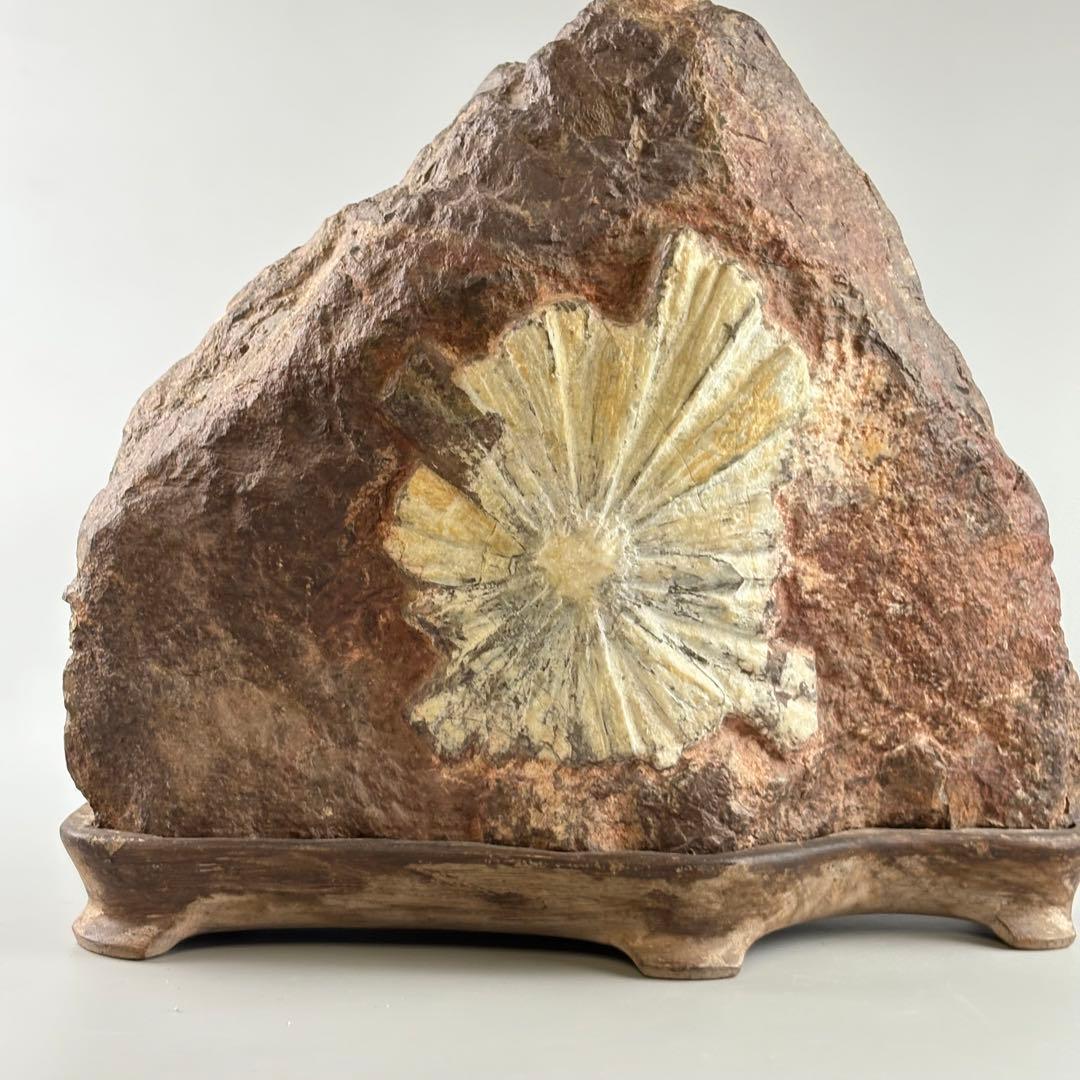 古美術 菊花石 飾石 天然石 約10.4kg 盆石 鑑賞石