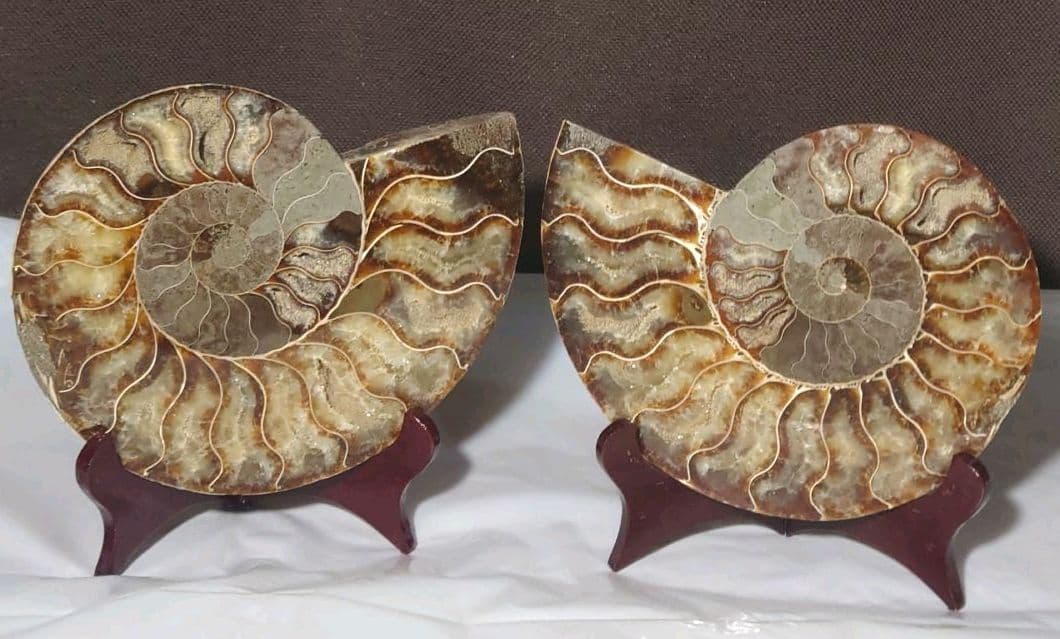 ★アンモナイト化石セット（台座付）