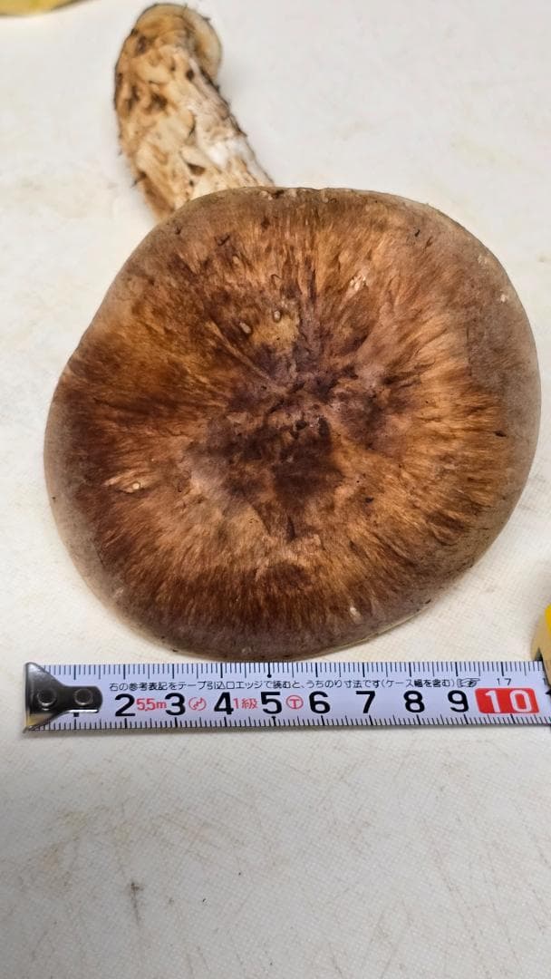 松茸 313g＋149g　10月14日獲れ 福島県産　会津