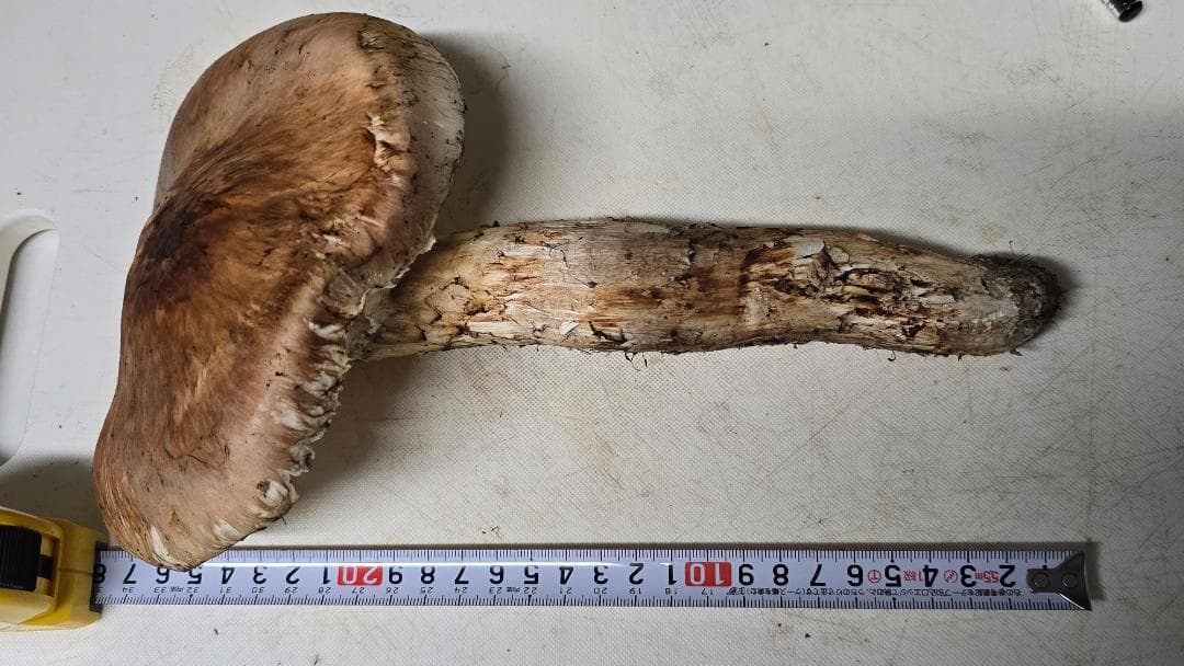 松茸 313g＋149g　10月14日獲れ 福島県産　会津