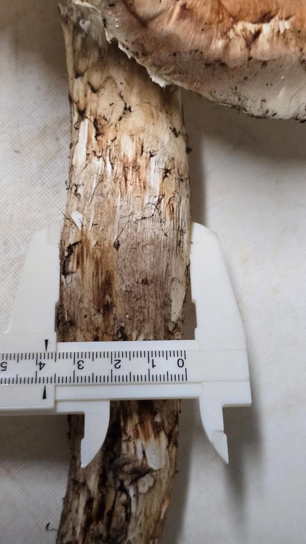 松茸 313g＋149g　10月14日獲れ 福島県産　会津