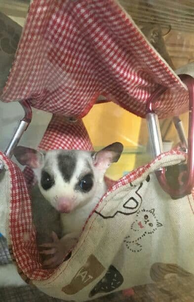 モモンガハウス(猫・ドーナツ柄)チェック茶    春(夏)仕様 1850円