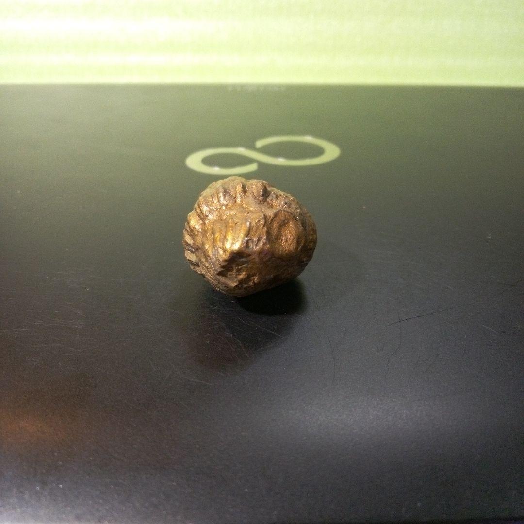 三葉虫　化石　fossil　ボリビア産　レア　Fossil管理⑤