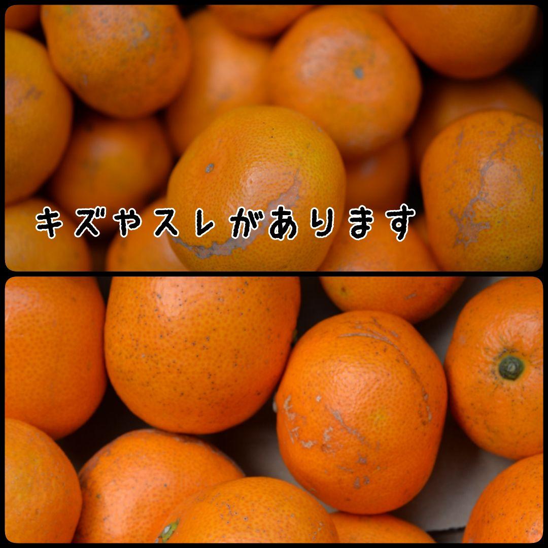 農家のだんな★有田みかん 5kg★小玉 販売中
