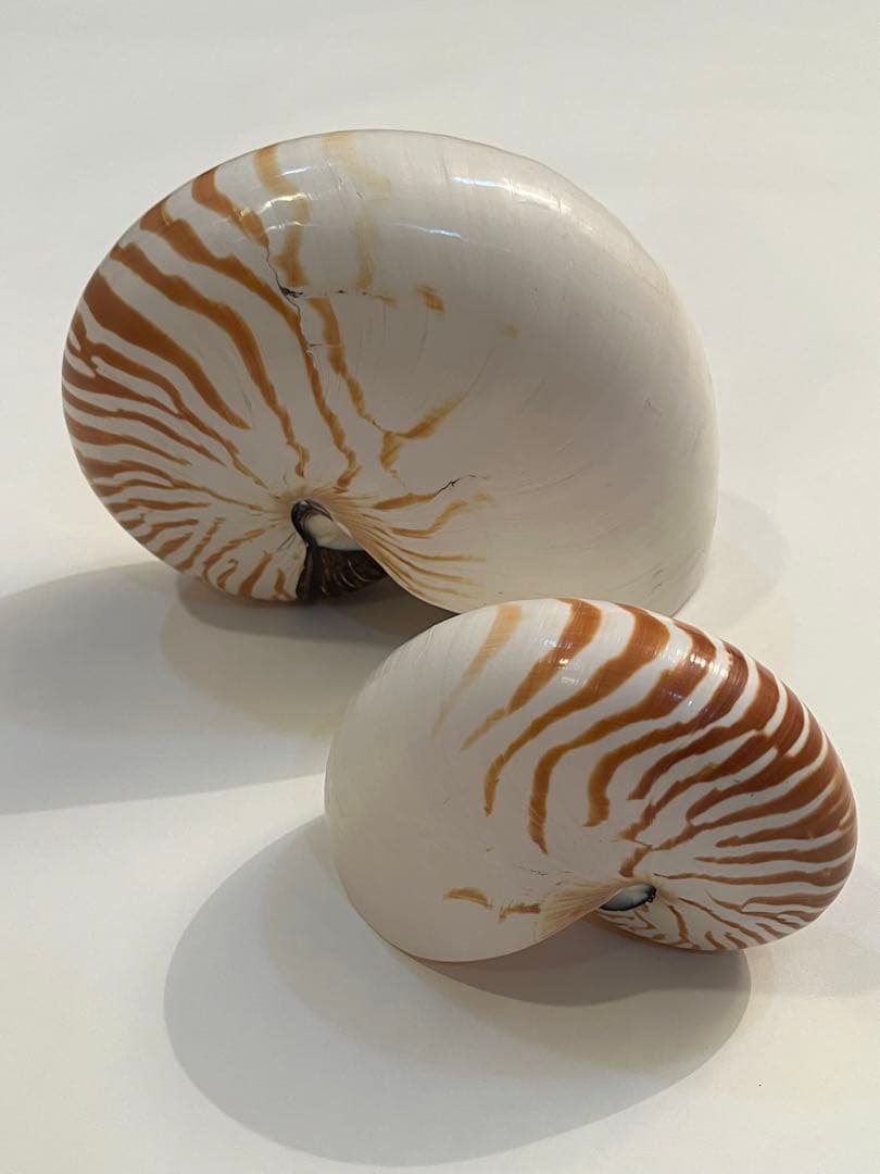 希少サイズ　完品　オウム貝の殻 大小2個セット　フタゴヤシ
