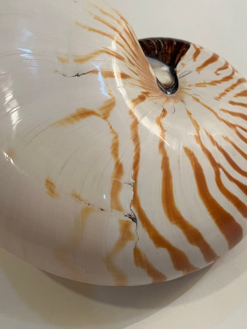 希少サイズ　完品　オウム貝の殻 大小2個セット　フタゴヤシ