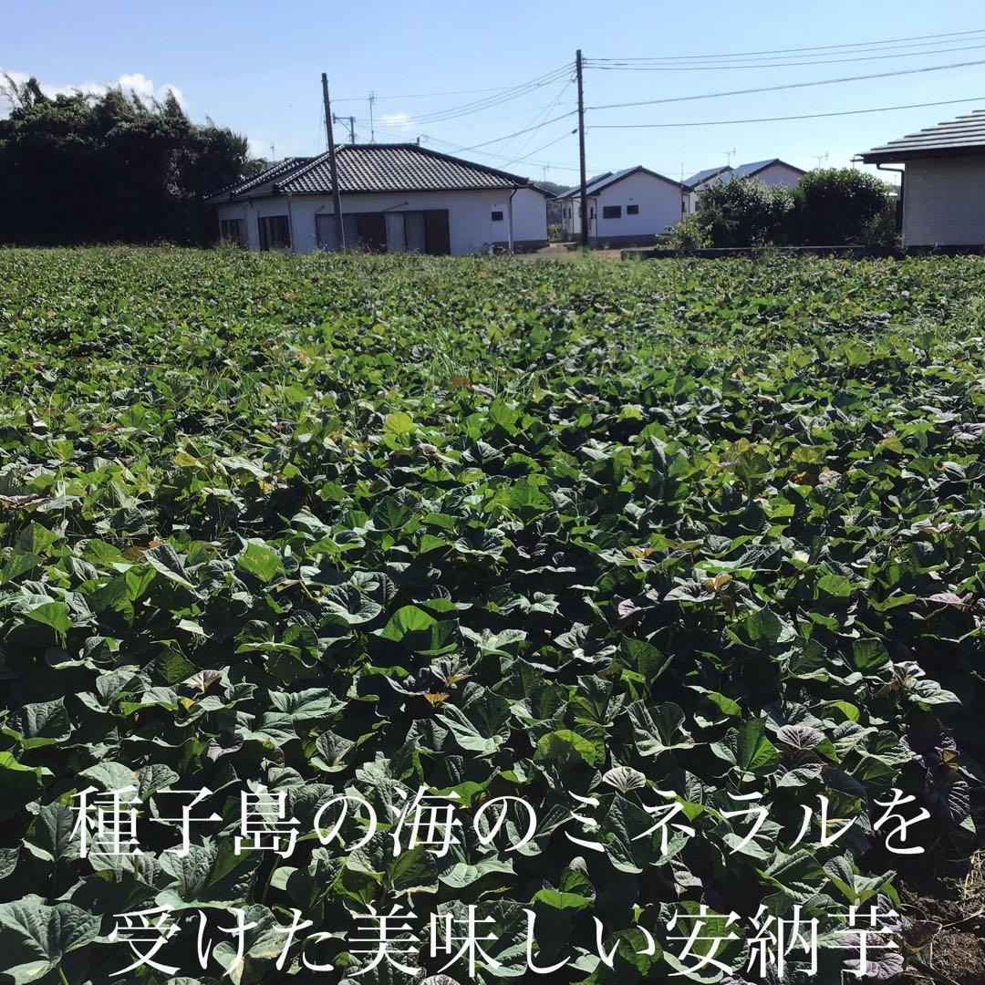 安納芋種子島から　さつまいもの王道　Sサイズ20kg 焼きやすい　#安納芋　1