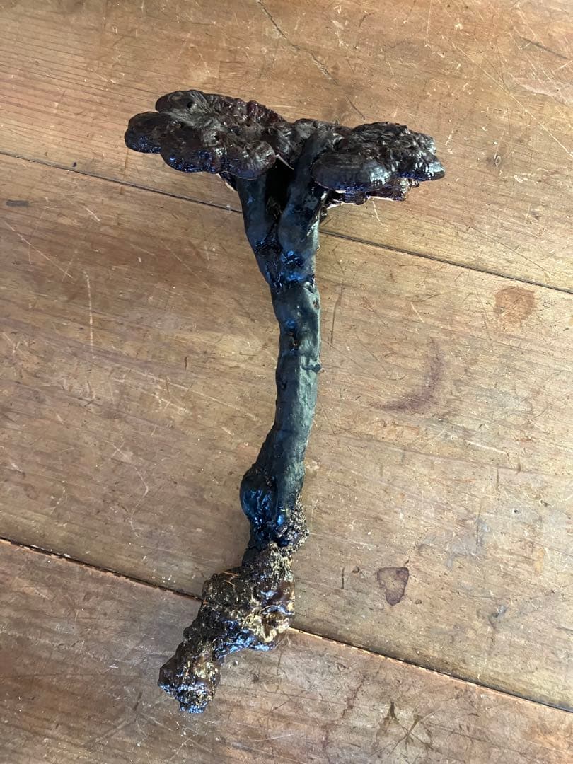 さるのこしかけ(珍品、天然物)