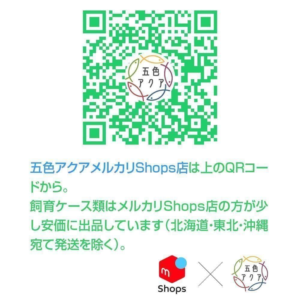 メダカ飼育ケース 36㍑x5個（4色あり） オーバーフロー めだか飼育容器 金魚