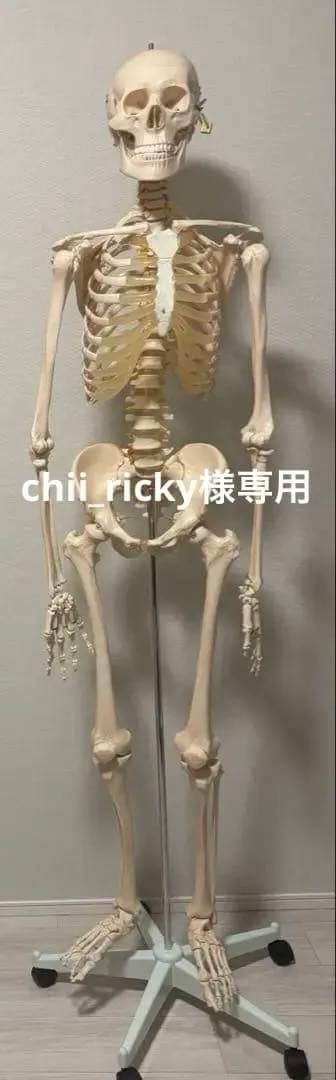 【chii_ricy】等身大 約170cm 骨模型 骨格標本 骨格模型