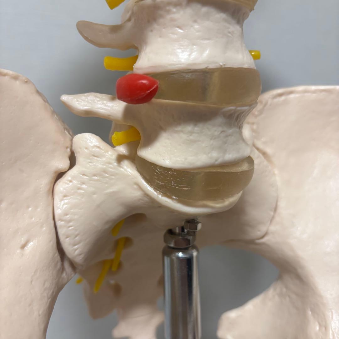 【chii_ricy】等身大 約170cm 骨模型 骨格標本 骨格模型