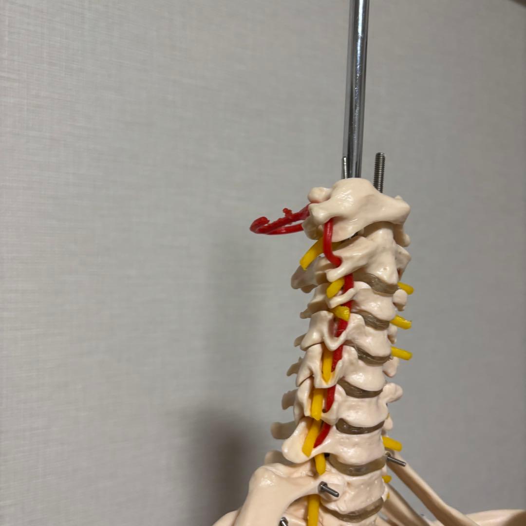 【chii_ricy】等身大 約170cm 骨模型 骨格標本 骨格模型