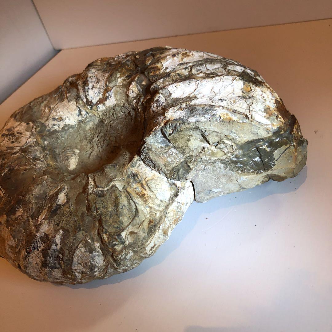 アンモナイト化石（超特大）