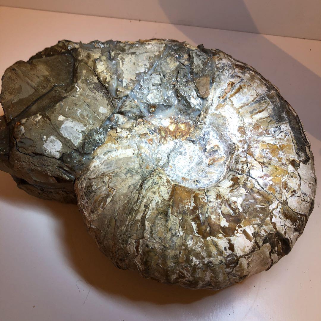 アンモナイト化石（超特大）