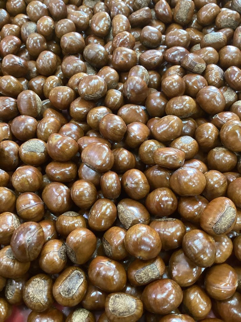 【キョロ】　　ビックサイズ‼️焼きたて‼️天津甘栗5キロ入り