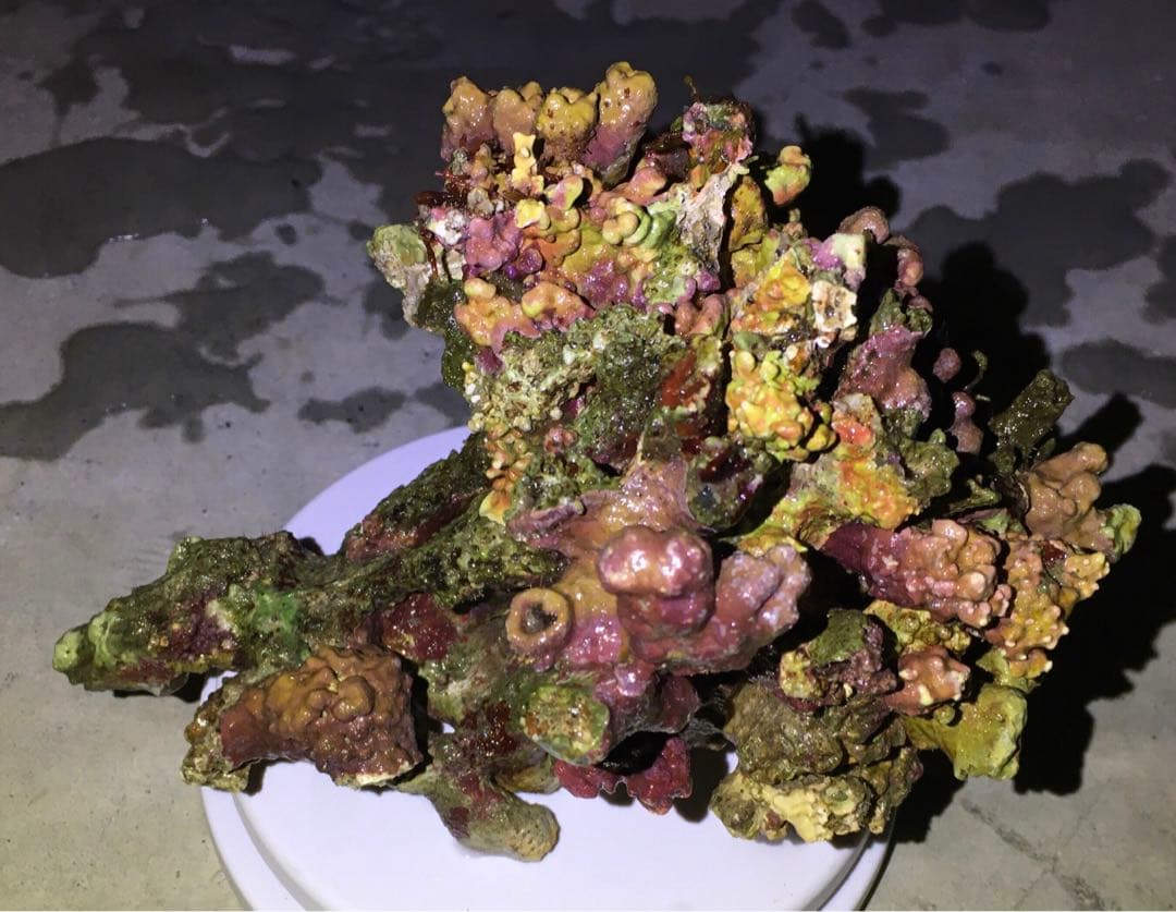 ライブロック　約3.4kg