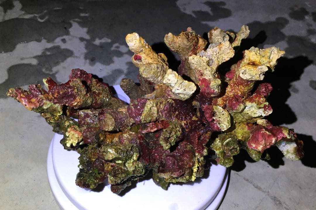 ライブロック　約3.4kg