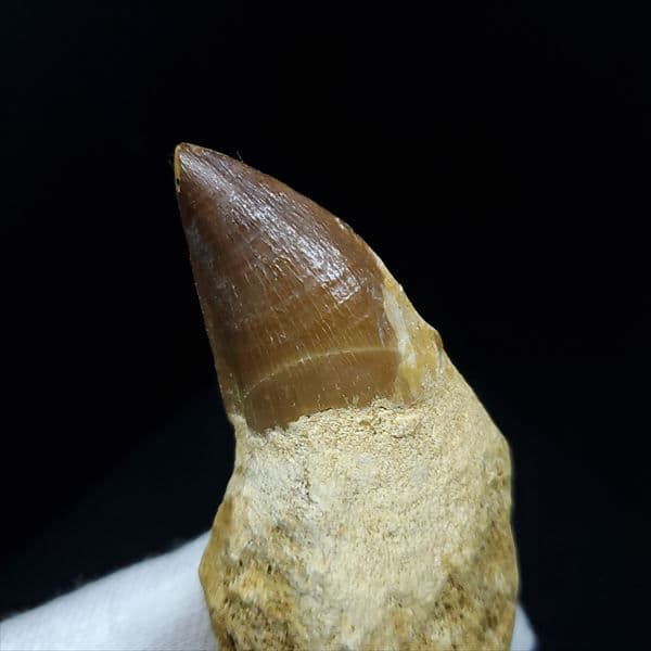 美品 歯根付き モササウルス 化石 本物 モロッコ産 80.09mm mos8