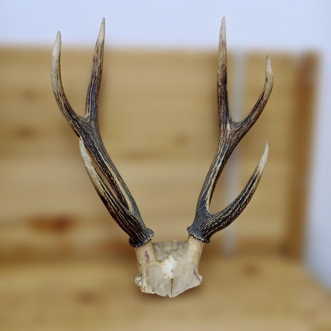 鹿の角・ハンティングトロフィー