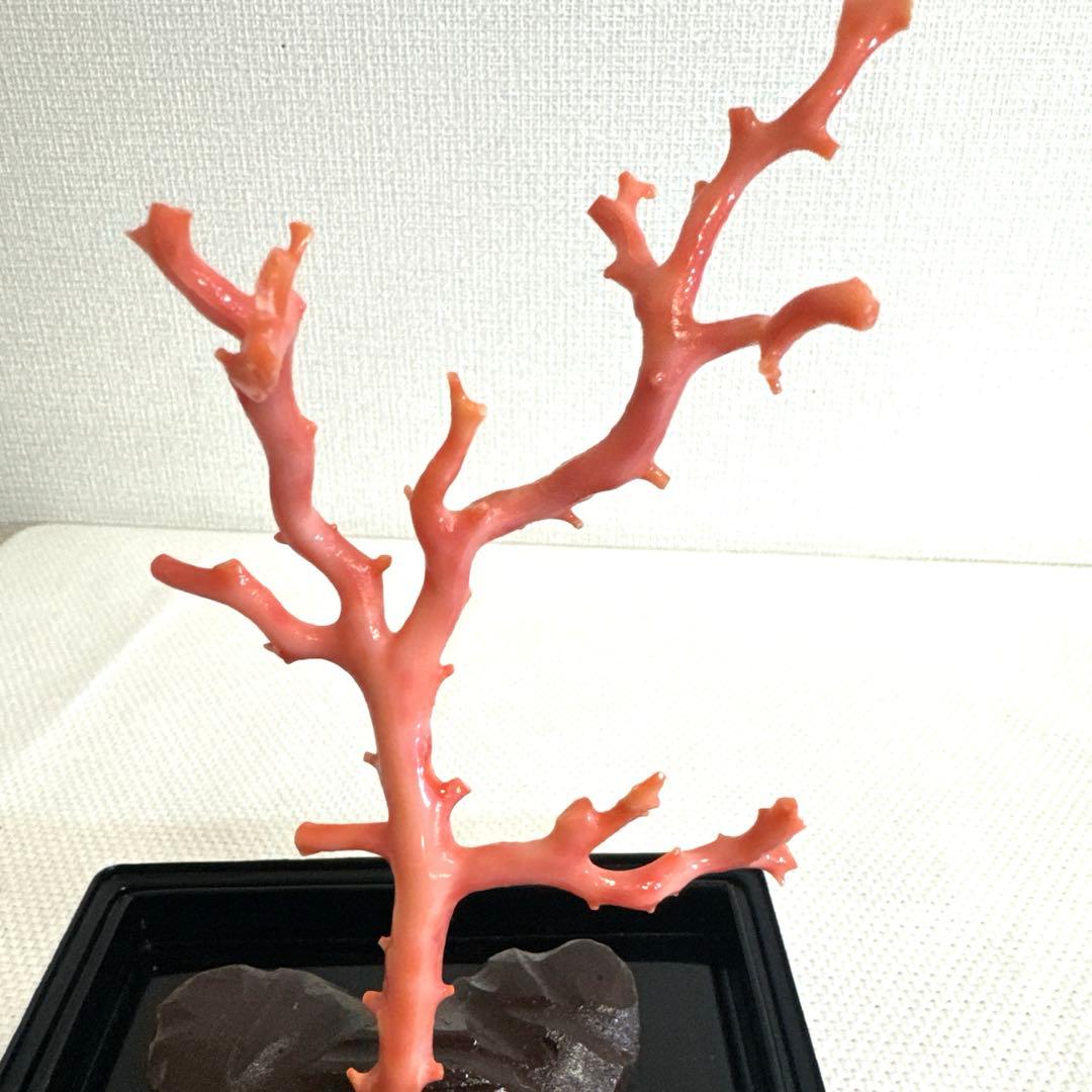 赤珊瑚 サンゴ 珊瑚 置物