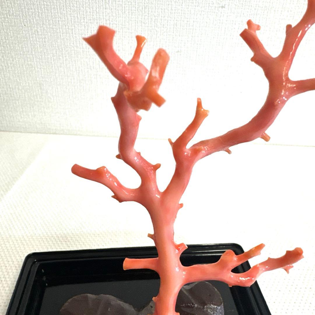 赤珊瑚 サンゴ 珊瑚 置物